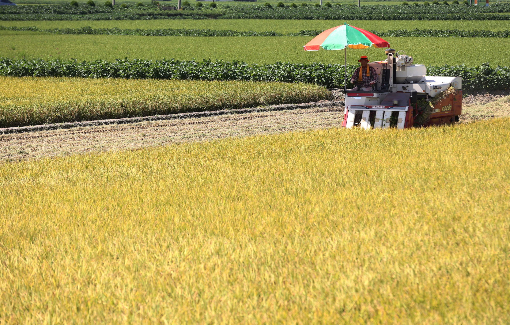말복 날 당진쌀 첫 수확, 가을이 성큼