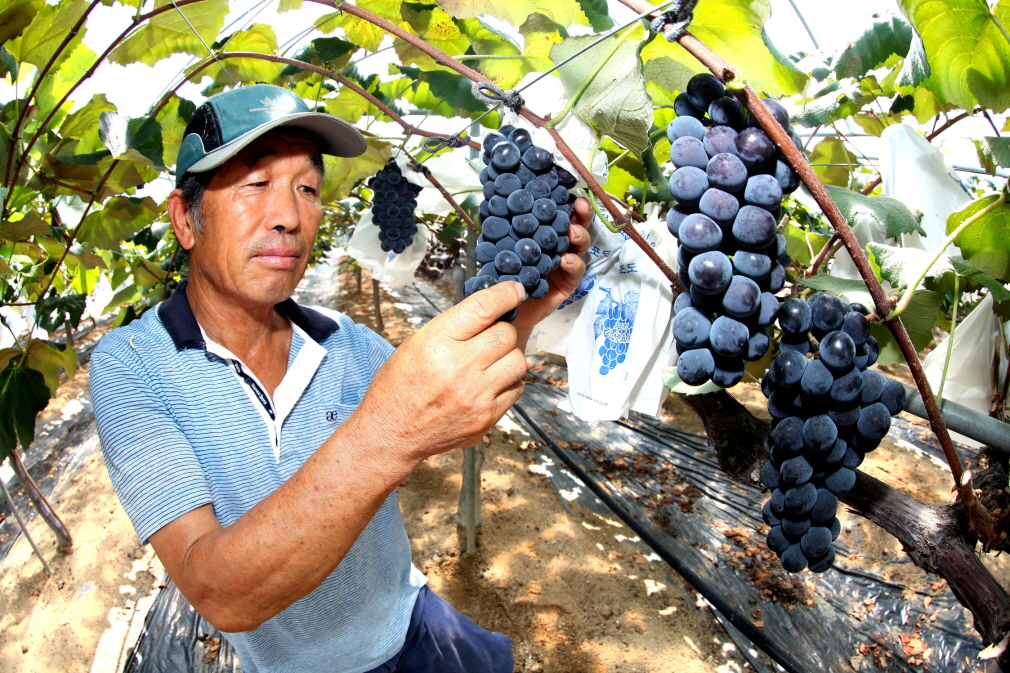 당진 가화포도 본격 수확