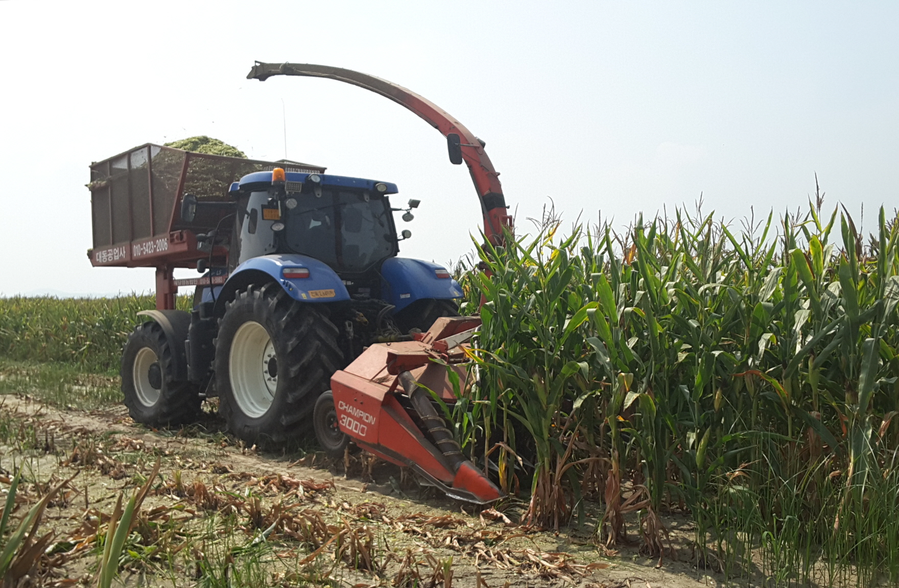 당진시, 조사료 전문단지 사료작물 옥수수 수확