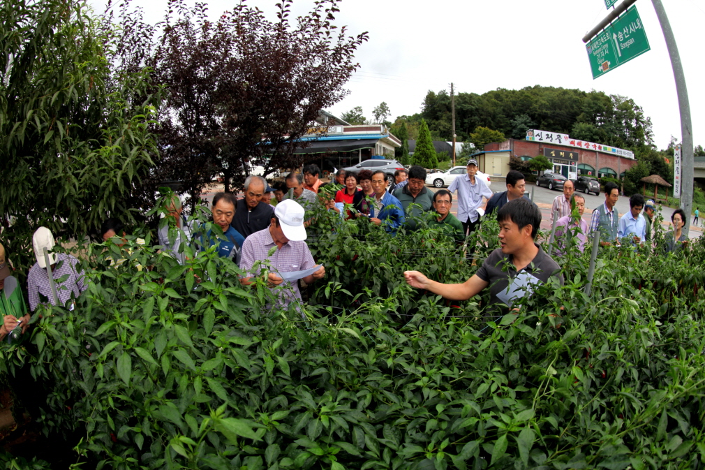 고추품종, 직접보고 선택하세요!