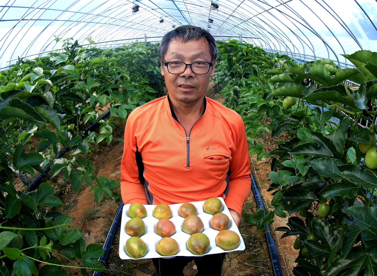 아열대 과일 패션 프루트 당진서 본격 수확