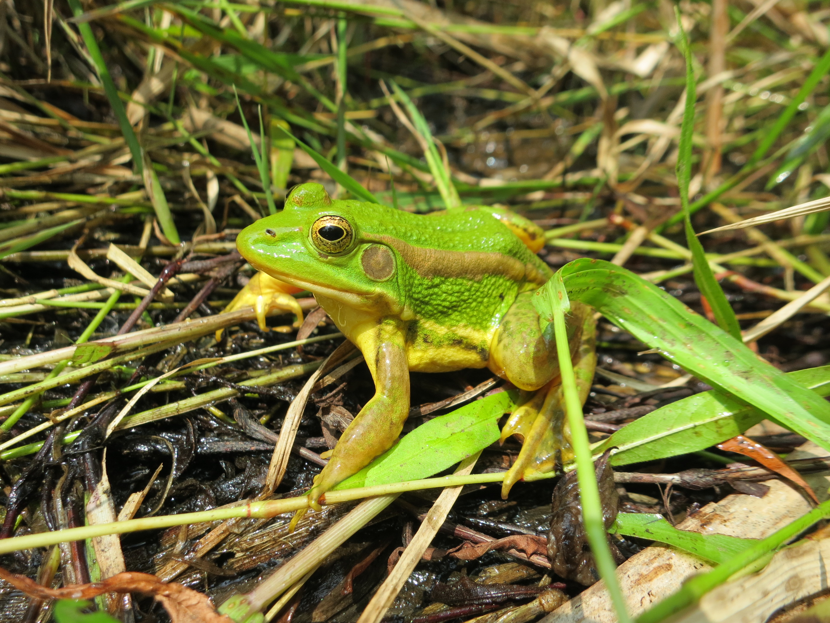 당진 합덕제, 한국 토종개구리 새 보금자리 된다