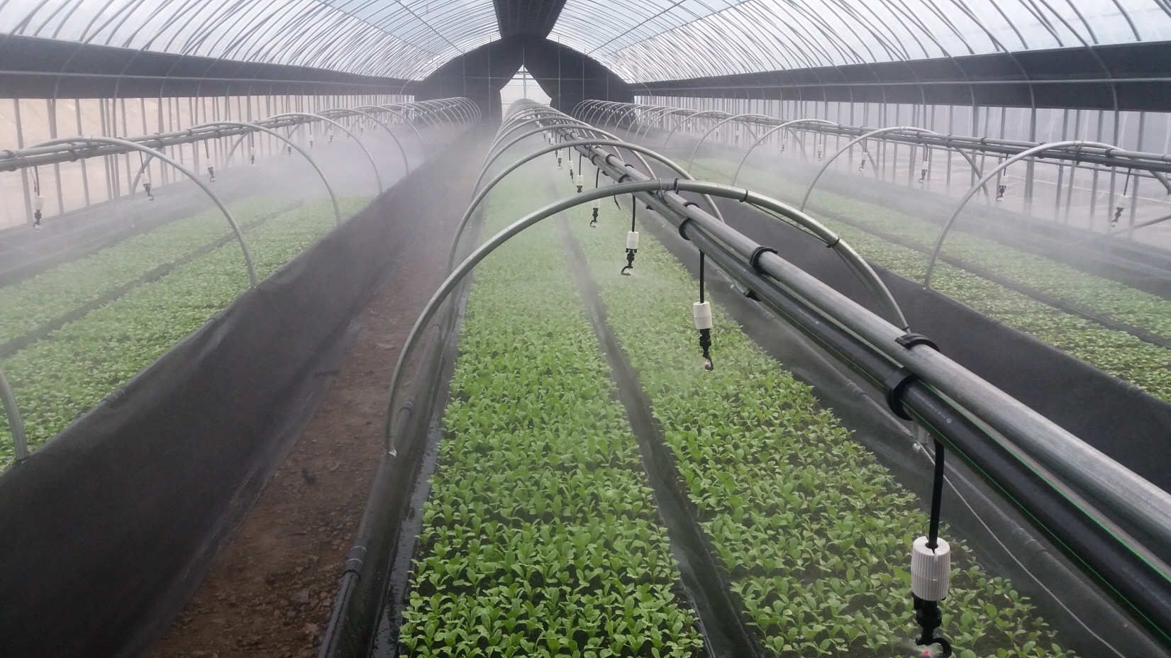 당진농기센터, 김장용 배추묘 12일부터 공급