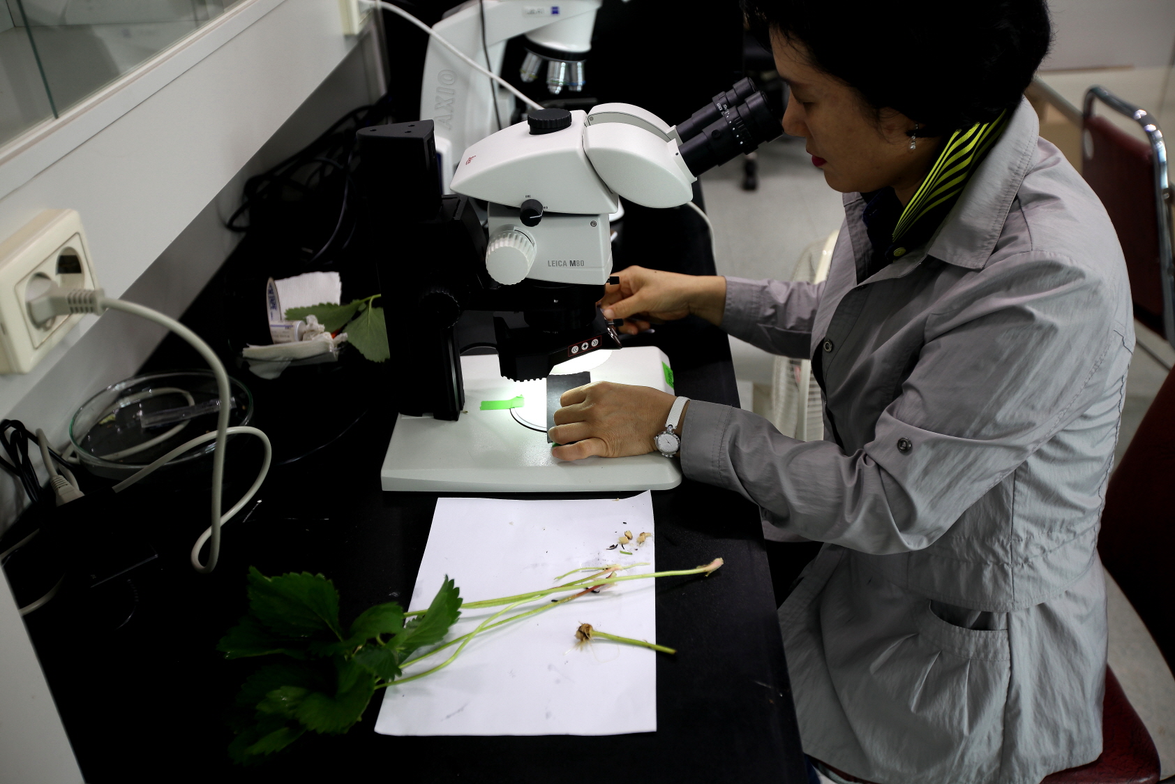 당진농기센터, 딸기 꽃눈분화 정밀검사 서비스 시행