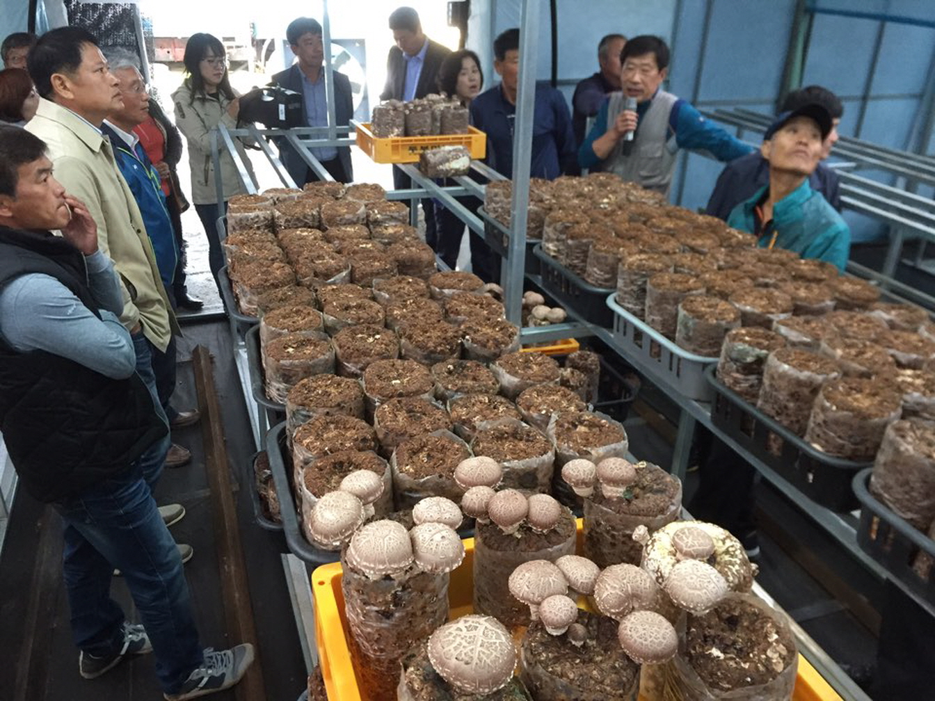 표고버섯 배지재배, 수량은 늘고 노동력은 줄고
