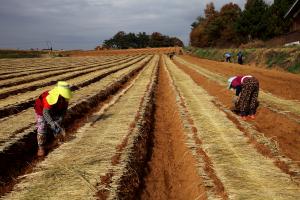 당진농기센터, 안전 농산물 생산을 위한 인삼 GAP인증 추진