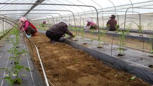 당진농기센터, 꽈리고추 명품화 앞장