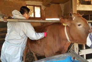 당진시, 가축질병 차단 총력전