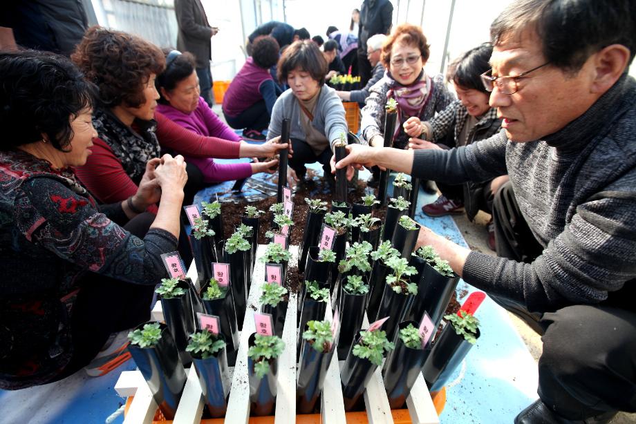 올 가을에도 당진은 국화향기에 취한다 이미지