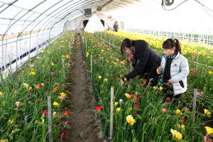 프리지어 수확체험으로 꽃 소비 살린다