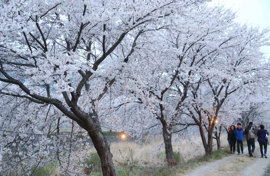 2017 제12회 순성매화벚꽃축제 개최 안내 이미지