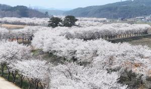 벚꽃 엔딩? 당진은 이번 주가 절정!