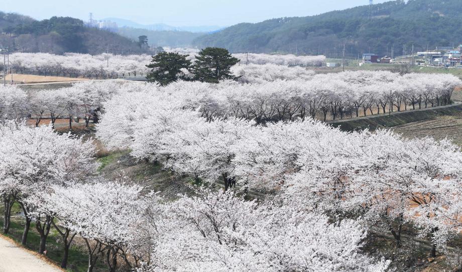 벚꽃 엔딩? 당진은 이번 주가 절정! 이미지