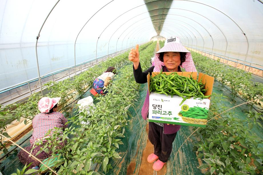 당진시, 지역특산물 가공품 개발 착수 이미지