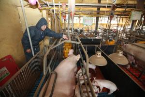 여름철 축사 무더위, 지열이용 냉방기술로 극복