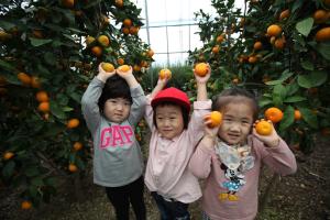 귤 따기 체험 당진에서 하세요