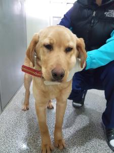 반려견 순돌이가 잃어버린 가족을 찾은 사연