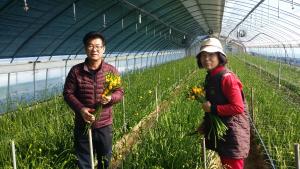 한파 이겨낸 당진 프리지어 출하 시작