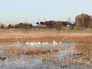 당진 합덕제에 찾아온 ‘겨울 진객’ 큰고니