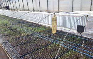 안전한 고추 육묘 관리방안은?