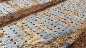 월동작물 생육 재생기 관리 방법은?