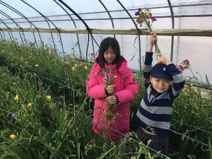 프리지어 수확체험으로 봄 향기 만끽