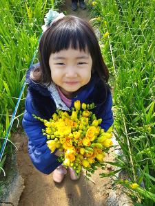 프리지어 향기 속 봄 활짝