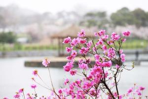 진달래 물든 숲길에서 봄을 만끽하는 방법