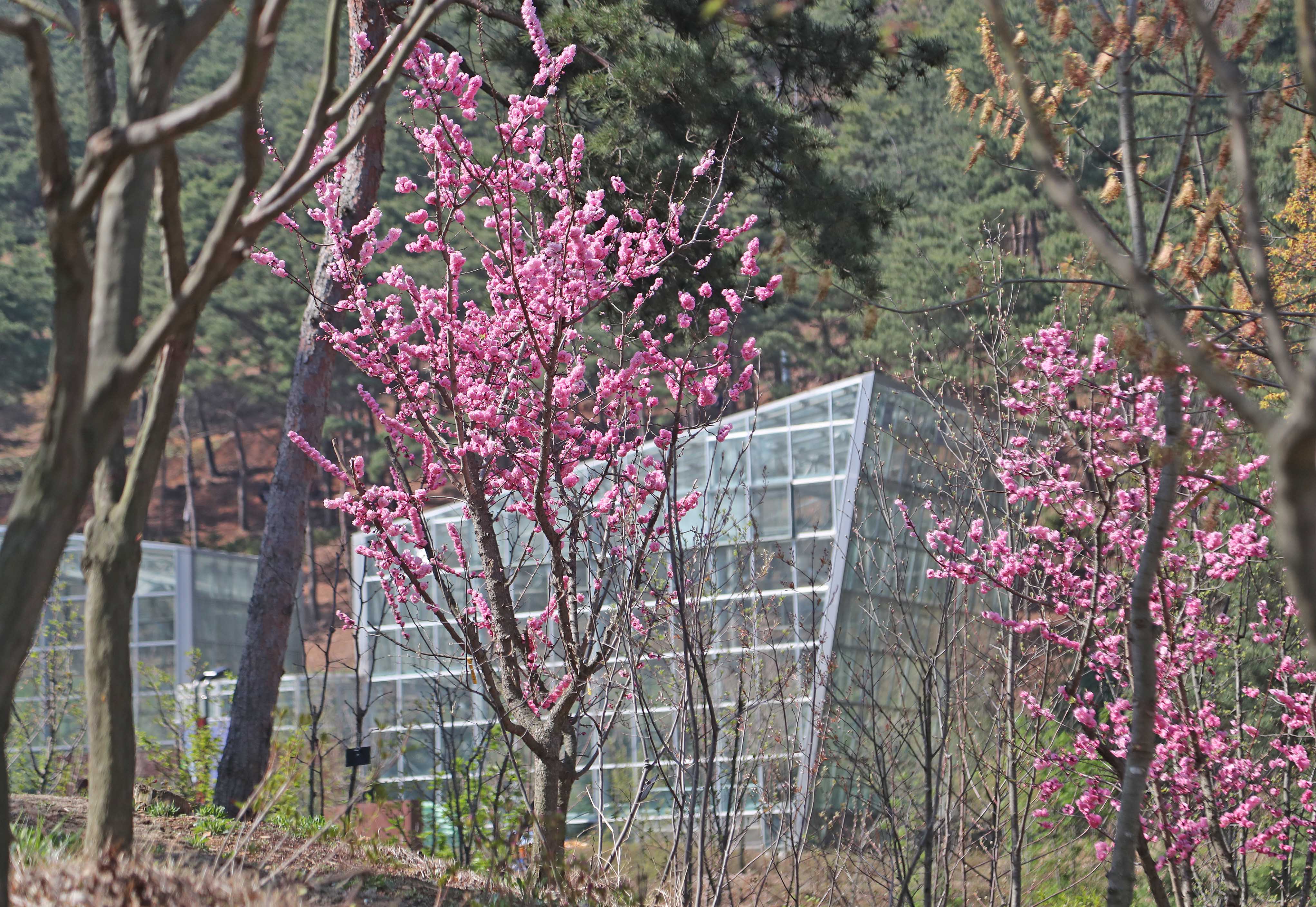 삼선산 수목원의 봄풍경(2018.4.11)