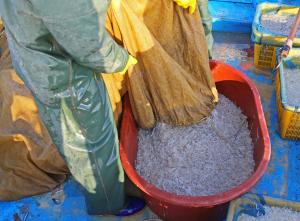 당진은 지금 제철 맞은 실치 잡이 한창