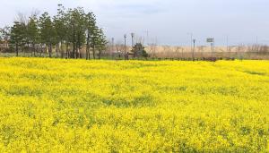 활짝 핀 유채꽃, 산업단지에 봄을 입히다