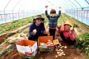 당진서 하우스 햇감자 출하 한창