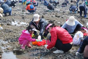 제14회 한진포구 바지락축제 흥행 예고