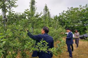 당진시, 이달 15일까지 과수 저온피해 신고 당부