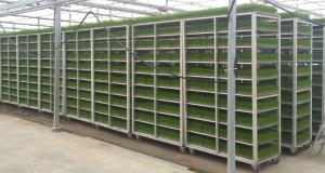 당진시, 예비못자리 공급