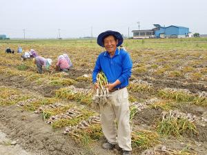평생 일구던 벼농사 대신 양파와 마늘을 심다