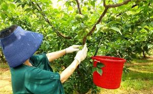 새콤달콤 왕매실 맛보러 당진으로 오세요