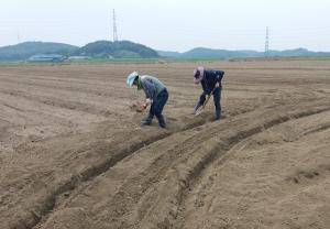 쌀 대신 논 콩 재배로 소득 증대 도전