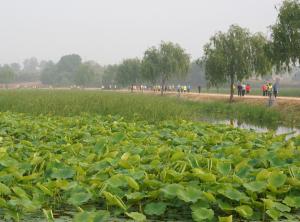 탐스러운 연꽃과 건강 데이트 어때요?