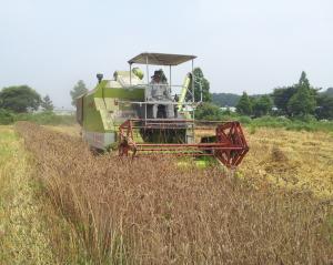 당진시, 신토불이 청보리 종자 신청하세요