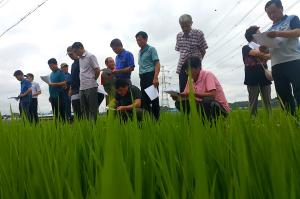우렁이 농법 도입 소비쌀 생육 ‘양호’