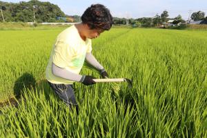 벼 잎 분석으로 질소비료 과용 막자