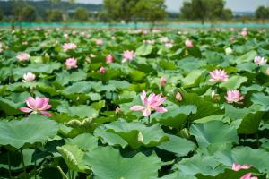 당진 합덕제는 지금 연꽃 활짝