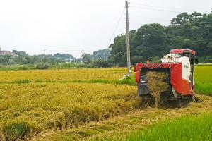 당진서 폭염 이겨낸 벼 수확 시작