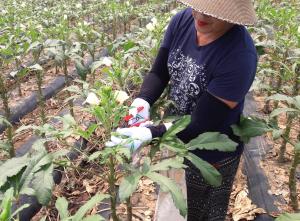 당진서 아열대 작목 오크라 수확 한창