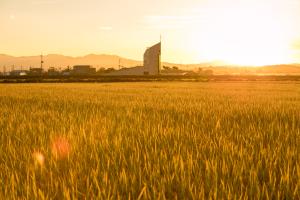 황금들녘 따라 추석과 가을이 성큼