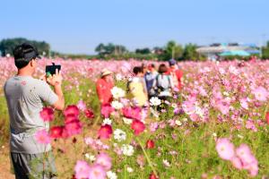 당진 솔뫼성지 코스모스 활짝