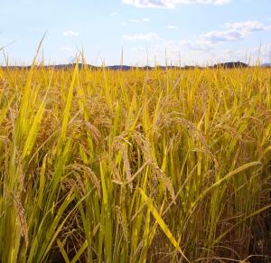 고품질 쌀 생산은 우량종자 신청부터!
