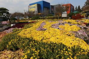 국화향기 가득한 당진에서 느끼는 가을정취