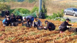 농촌 일손 돕기에 나선 공군장병들